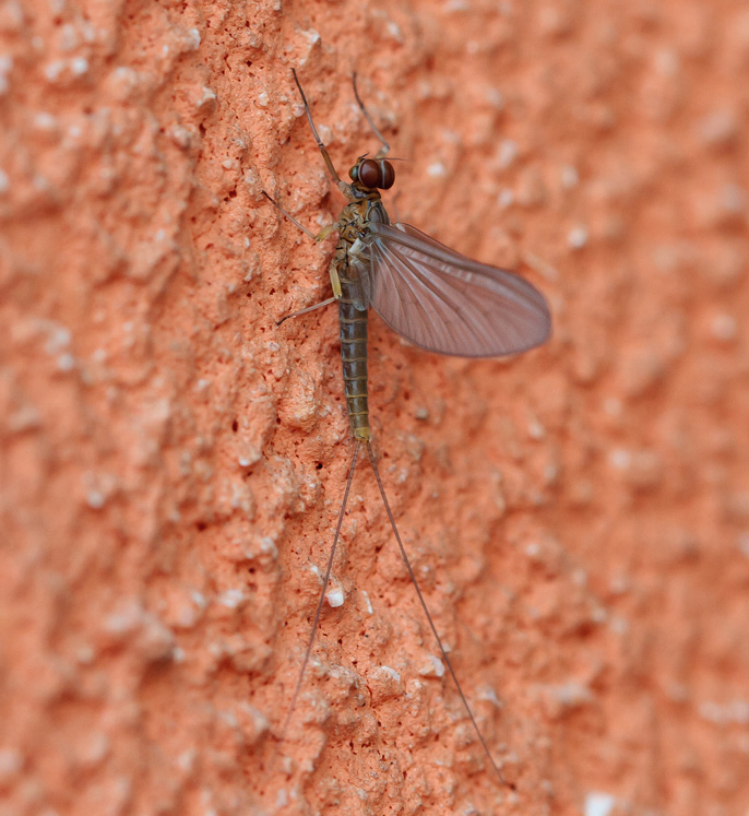 Baetis rhodani di Arenzano (GE)